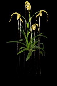 Phragmipedium Tall Tails Huntington's Gateway AM/AOS 84 pts. Plant